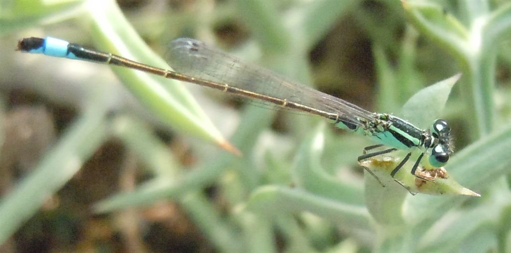 Ischnura elegans